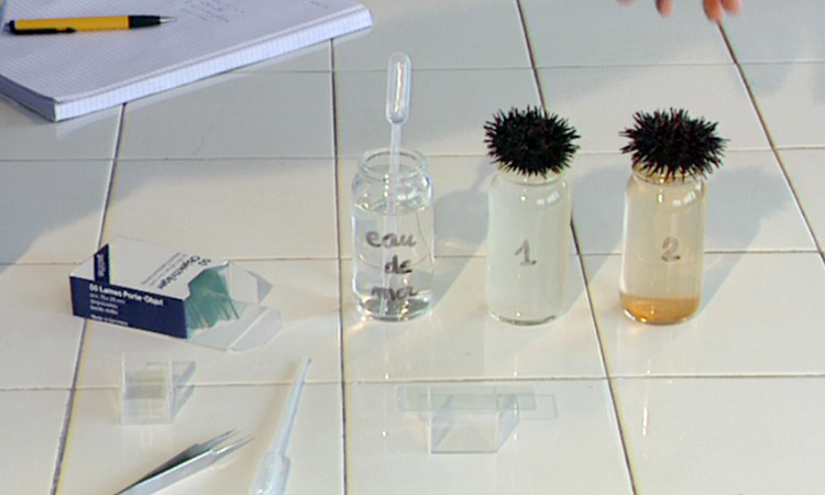 La fécondation chez l'Oursin - les modalités de la fécondation - 6mn 05s 